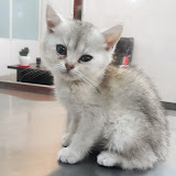 کلینیک دامپزشکی تیتان